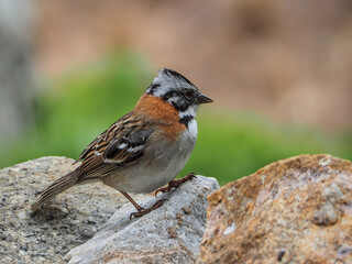 Photograph of an Andean Sparrow. Zonotrichia capensis
