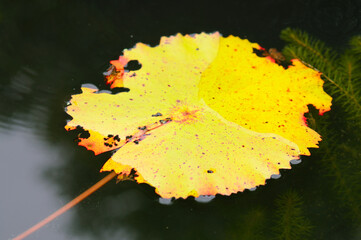Withered Lily Pad