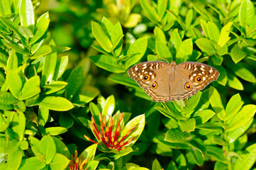 A Beautiful Brown Butterfly Resting