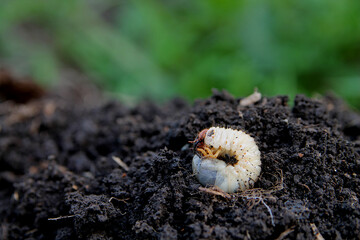 beetle larva on the ground