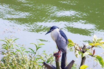A night heron standing on a branch in the lake.