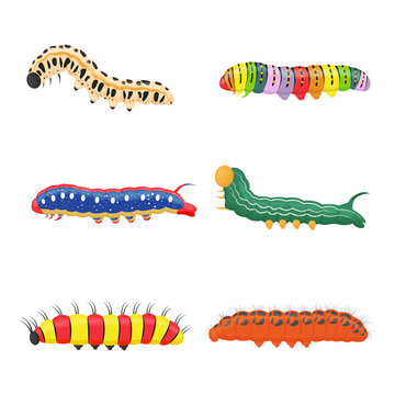 A bright colored set of different insect caterpillars. Different larvae of butterflies and beetles.Each object is isolated. Vector illustration on white background.
