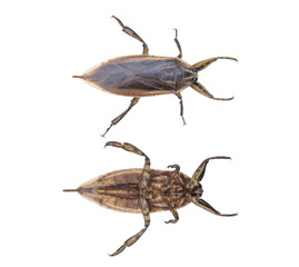 Lethocerus indicus (Heteroptera) isolated on white background. For cooking and fragrant.