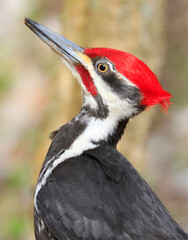 Pileated woodpecker portrait into the forest, Quebec, Canada