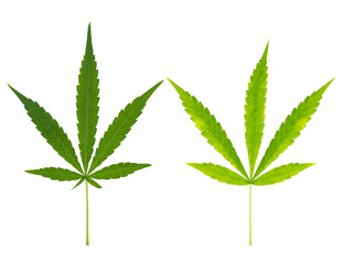 Marijuana fresh green leaf of full grown Hemp Cannabis isolated on white background. Growing...