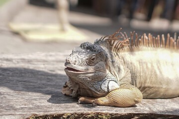 iguanas are sunbathing and relaxing on wood