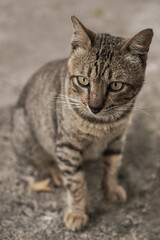 portrait of a cat in Bandung