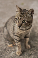 portrait of a cat in Bandung