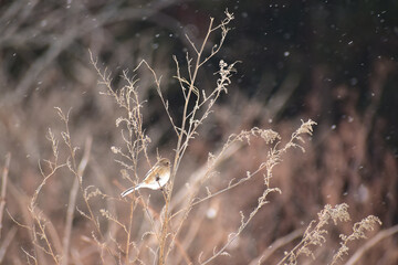 吹雪の中のベニマシコ