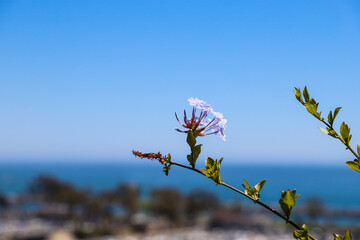 a close up of a gorgeous light purple Plumbago Auriculata flower surrounded by lush green leaves at Dana Point Bluff Top Trail in Dana Point CA - obrazy, fototapety, plakaty