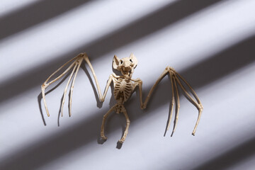 Minimalistic lhalloween Layout. Bat skeleton with long striped trendy shadows on gray background. Top view