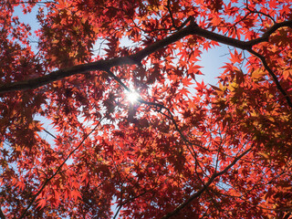 紅葉木漏れ日