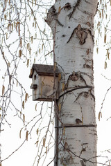 An old wooden birdhouse hangs high on a birch tree.