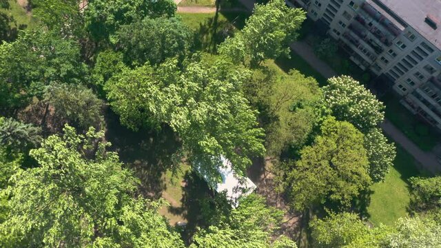 Top down view of trees waving in wind in beautiful park