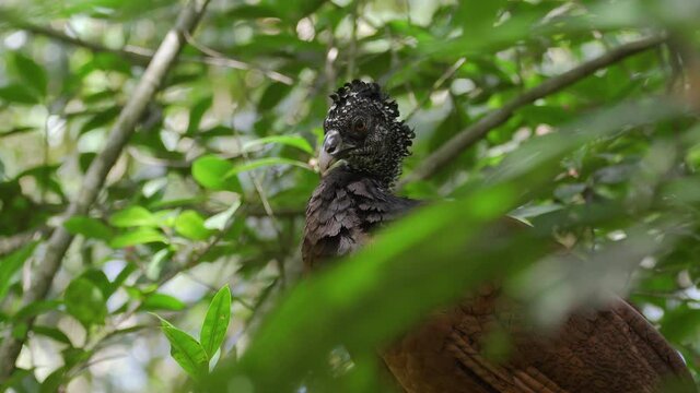 Single female great Curassow (Crax rubra) preening herself on forest floor, static shot.