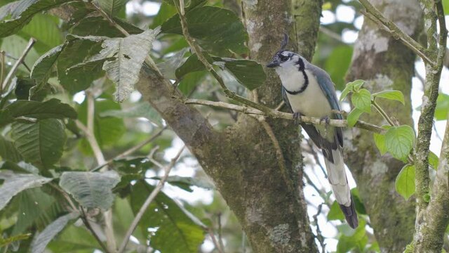 Spectacular White Throated Magpie jay chattering on branch in forest plantation.