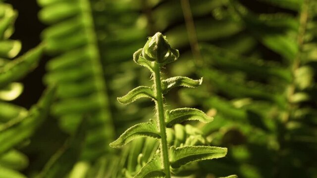 Cinematic dynamic motion controlled time-lapse footage of delicate fern slowly unfurling new growth.