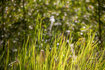 blades of grass in the morning