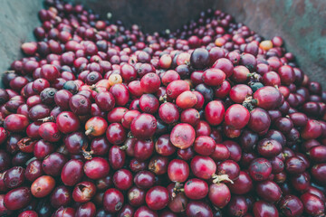 Coffee beans fermentation and washing, wet and dry coffee processing