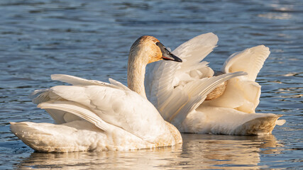 Close up side view of a tundra trumpeter swan with perfect, white feathers while swimming in icy, open cold water. Taken in spring time during migration to Bering Sea. 
