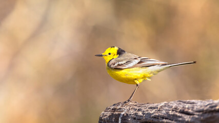 Western Yellow Wagtail, sitting on a branch and singing