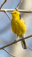 Western Yellow Wagtail, sitting on a branch and singing