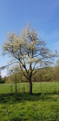tree in the field with white spring blossoms