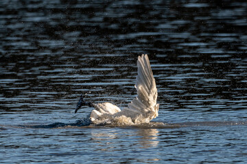 Swan with its webbed feet sticking up out of icy, cold water in northern Canada during their stopover migration to the sea ice. Wing poking up.  