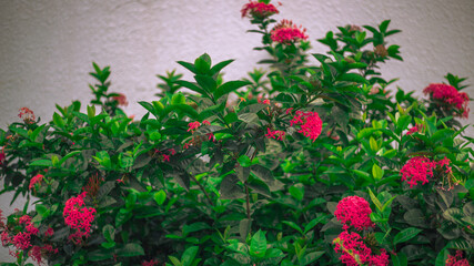 natural background of the green atmosphere in the park,with many beautifully decorated trees,plants for the public to come and relax with the family during the holidays