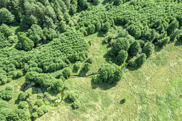 aerial view of green forest in sunny day. summer landscape. drone photo.