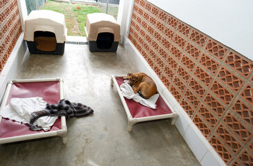 Obraz na płótnie Canvas Dog Shelter Animal Rescue