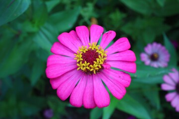 Obraz premium The beauty of pink flowers blooming in the outdoor garden