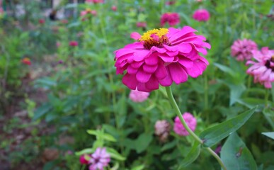 The beauty of pink flowers blooming in the outdoor garden