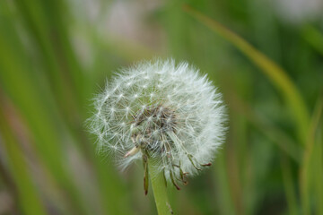  close up of a dandelion in springtime