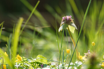 close up of a deadnettle in springtime