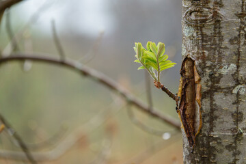 one young shoot grows from a tree trunk