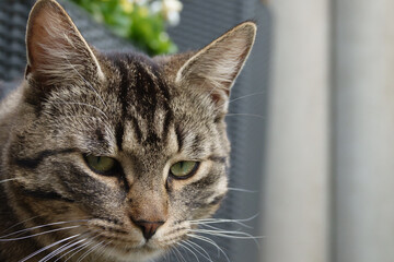 portrait photo of a gray tabby domestic cat
