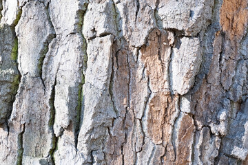 background of large tree bark