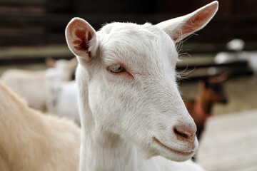 Portrait of a white goat on a farm in the spring.