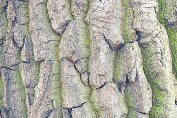background of large tree bark