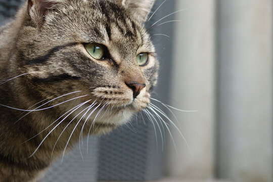 portrait photo of a gray tabby domestic cat