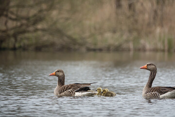 Fototapeta premium family of geese swims with their children on a lake