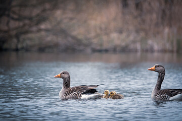  family of geese swims with their children on a lake