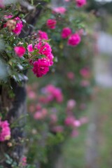 Rosas