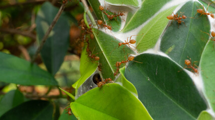 Red ants on the green leaves