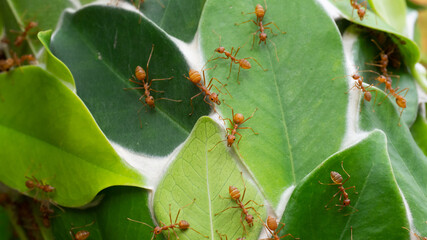 Red ants on the green leaves