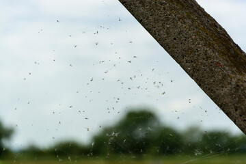 Komary i inne owady w sieci pająka - obrazy, fototapety, plakaty