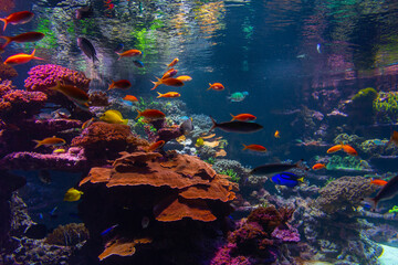 Fototapeta na wymiar Aquarium