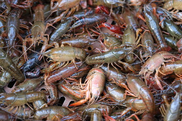 close up crowded of many crayfish
