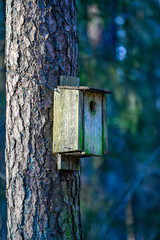 old birds nest hanging from tree trunk in forest